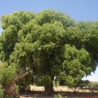 Beneficios y perjuicios de los árboles