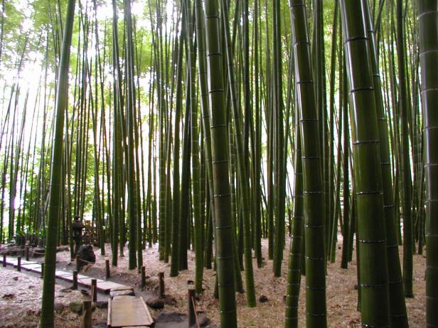 bambues-en-japon
