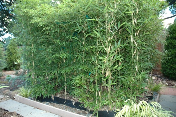 Bambues Semiarundinaris-fastuosa