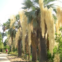 El mundo de las palmeras ornamentales