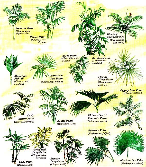 palmeras-clases-de-hojas