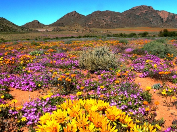 Namaqualand-wild-flower-re